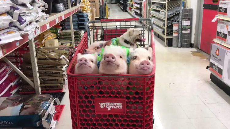 quartet-of-pigs-and-pug.png