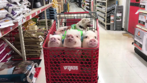 Quartet of Pigs and Pug