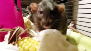 Rat Wipes Mouth on Napkin