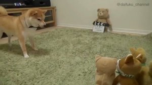 Shiba Inu Barking Toy