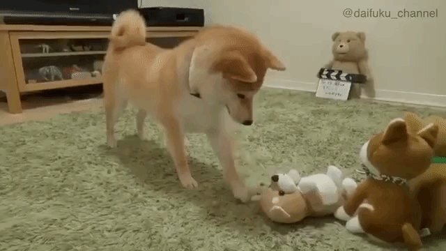 A Vocal Shiba Inu Really Confused When One of Her