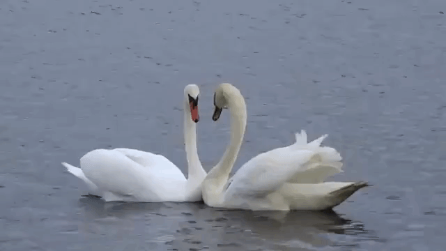 Swan Heart Reunite