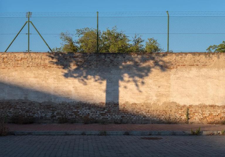 Tree Shadow