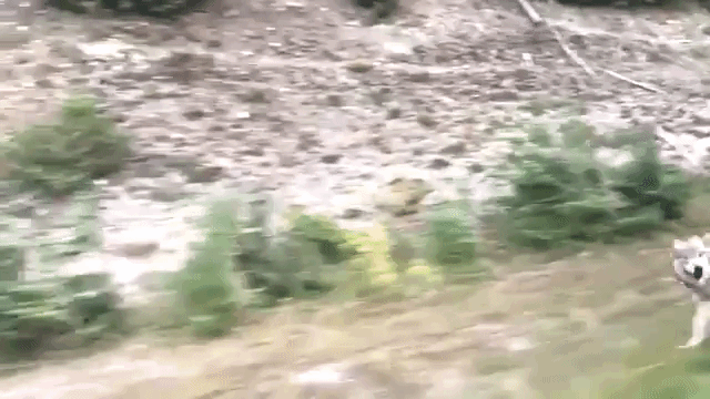 Wolf Chasing Car