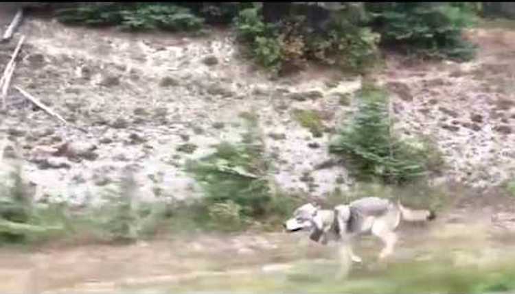 Wolf chasing car