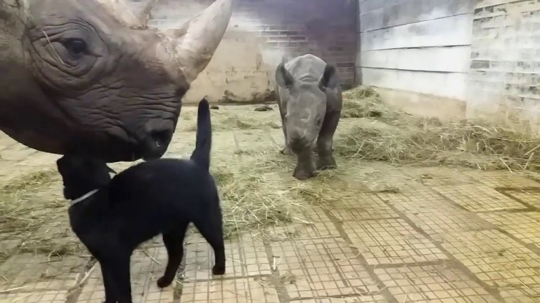 Black Cat and Baby Rhinoceros