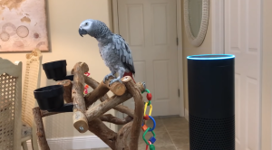 Parrot Talks to Alexa