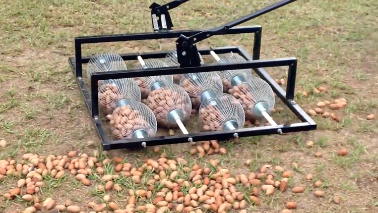 A Multi-Headed Nut Gathering Tool Easily Cleans Up a Giant Pile of Pecans From a Yard