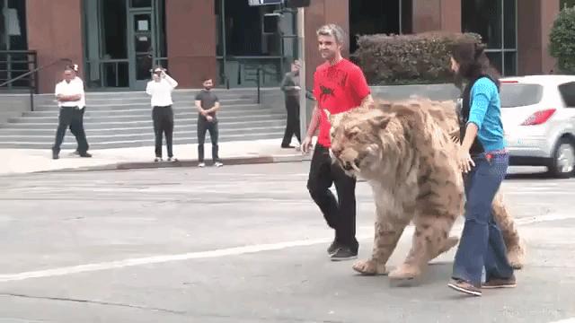 A Saber-Toothed Cat Walks Across Wilshire Blvd in Los Angeles to the La Brea Tar Pits Museum