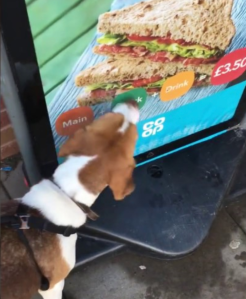 Bailey Dog Sandwich