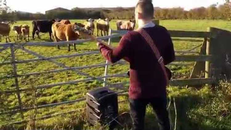 Bass and Cows