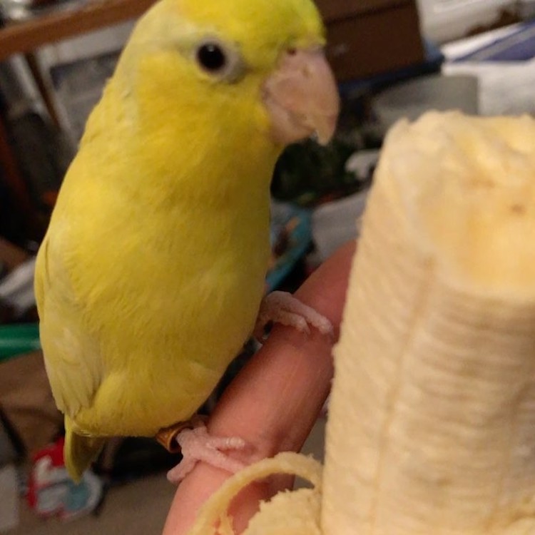 Download A Little Yellow Parrot Adorably Wiggles Her Body In Between Bites Of A Yummy Banana