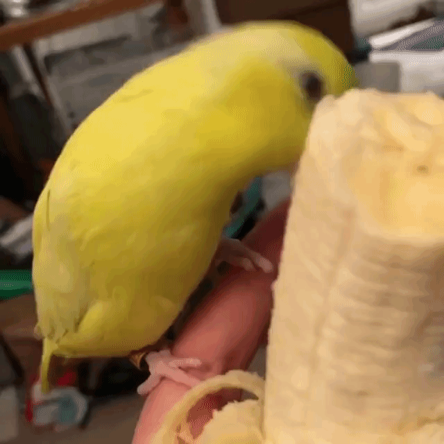 Bella Shimmy Banana