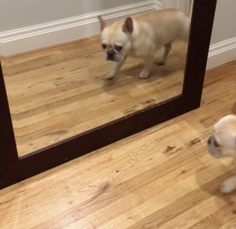 bosun-french-bulldog-mirror.png