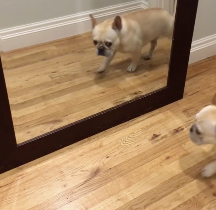 Bosun French bulldog mirror