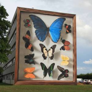 Butterfly Mural