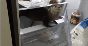 Cartel Otter in Fridge