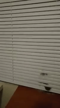 Cat Licking Blinds