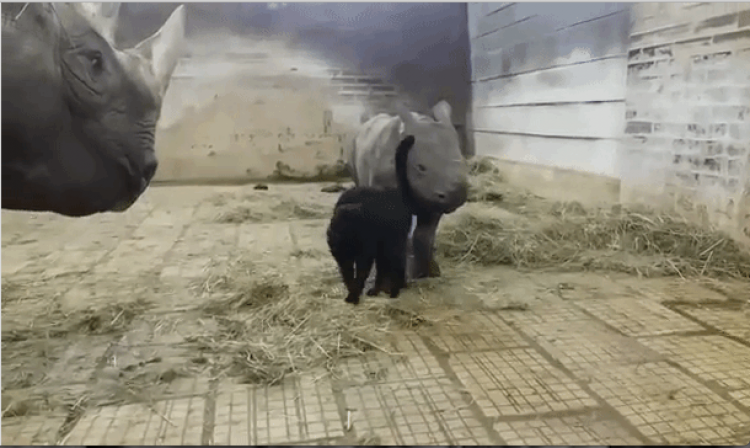 cat-rhino-calf-e1511285295255.png