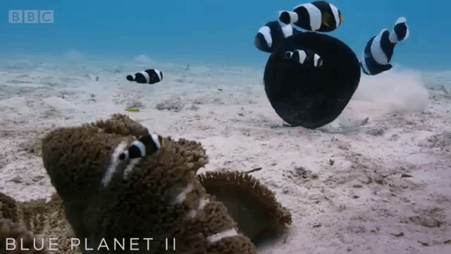 Clownfish Teamwork