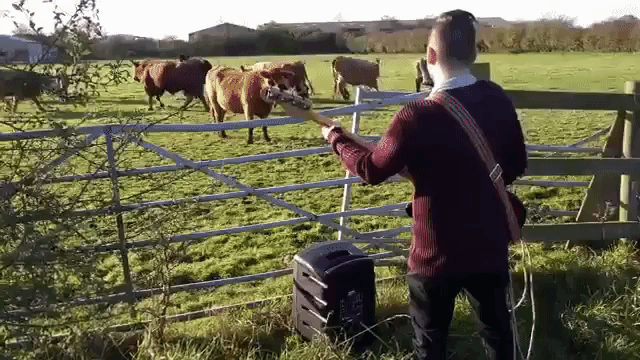 Cows Don't LIke Bass