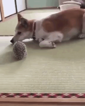 Dog and Hedgehog