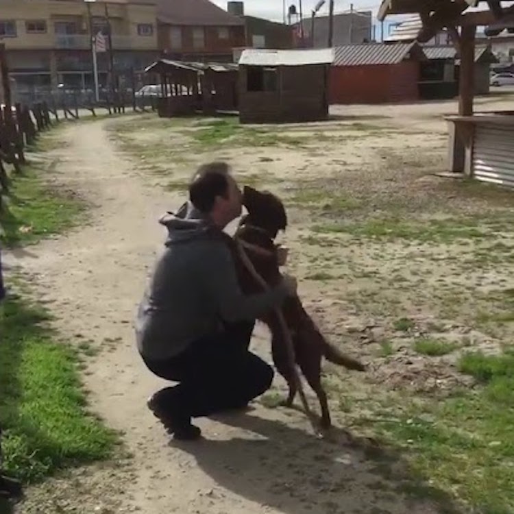 Dog Greets Human