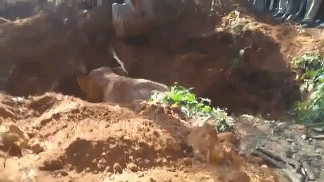 Elephant Calf Rescue