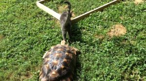 Tortoise Chasing Cat
