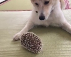 Hedgehog With Dog