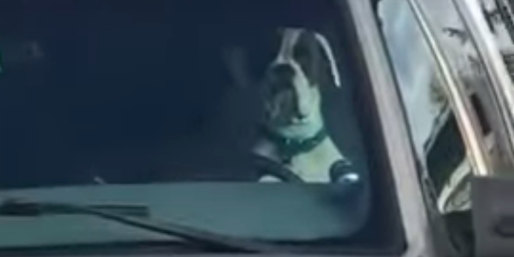 honking-dog2.png