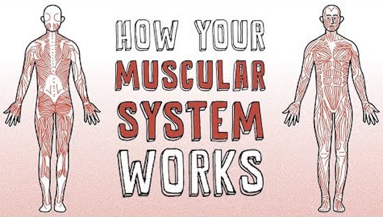How Your Muscular System Works