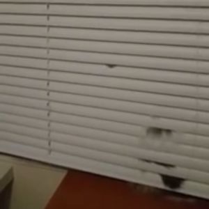 Kitty Licking Window Slats