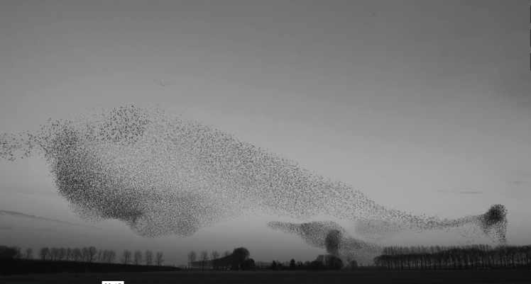 murmuration.png