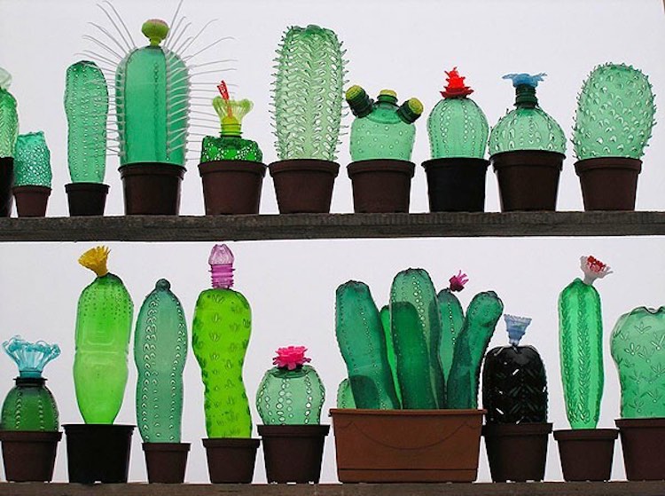 PET Cacti