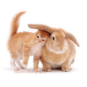 Playful Kitten Matching Bunny