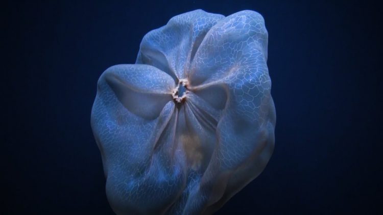Deepstaria Jellyfish