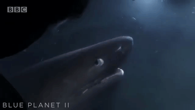 Shark Attacks Submarine
