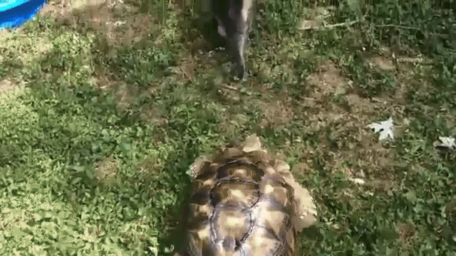 Tortoise Chase Cat in Yard