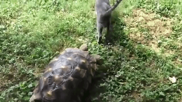 Tortoise Chasing Cat