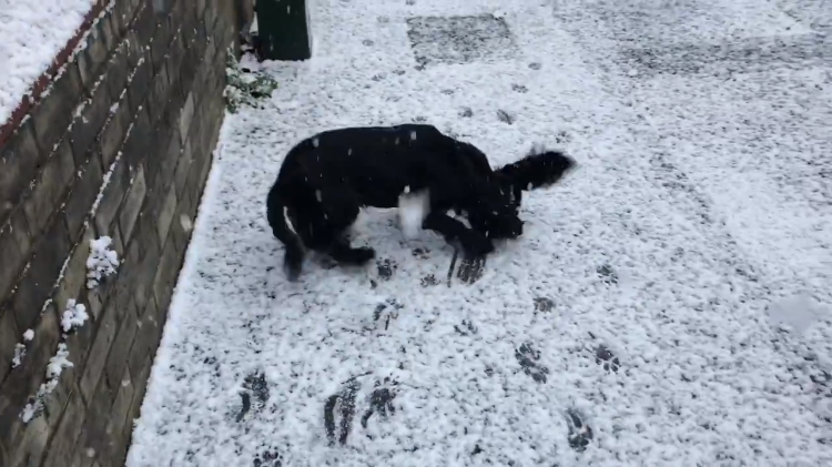 truffles-cocker-spaniel-snow.png