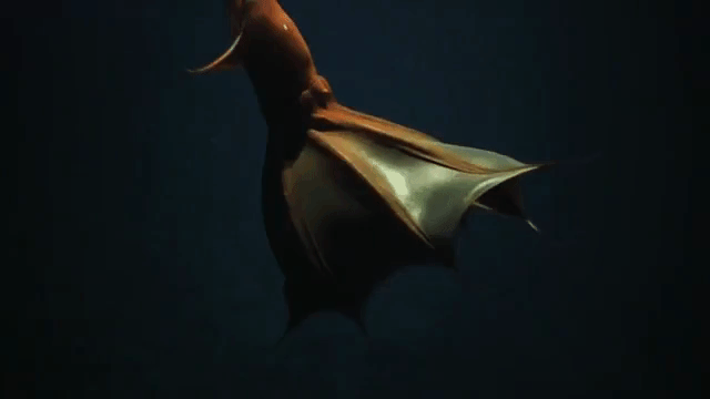 Vampire Squid Without Light