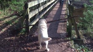 Dog Long Stick Narrow Bridge