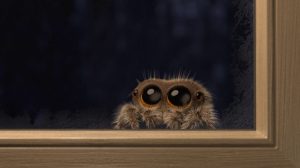 Lucas the Spider Waiting in the Cold