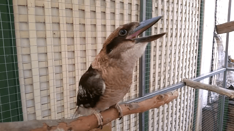 Kookaburra Laughing in Slow Motion