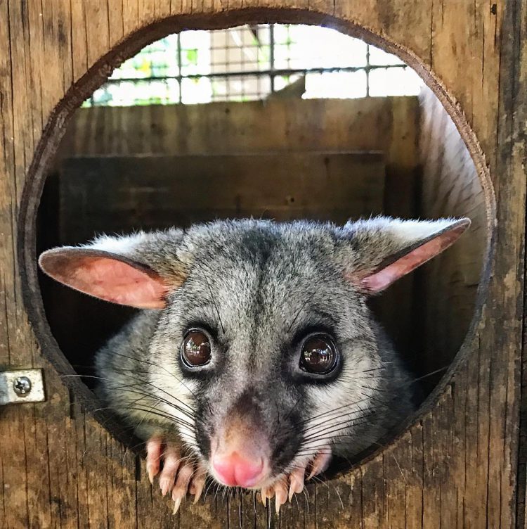 blossom-the-possum-e1512761377305.jpg