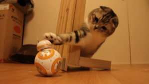 Cat Plays With BB-8