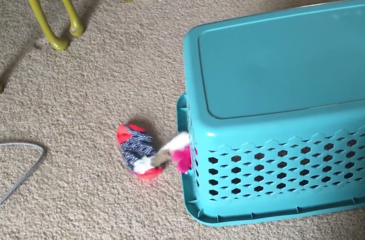 A Sneaky Little Cat Steals All the Socks While Hiding 