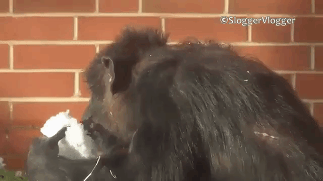 Chimpanzee Eats Snowball