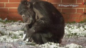 Chimpanzee Snowball